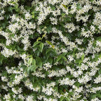 Star Jasmine/Confederate Jasmine - Trachelospermum Jasminoides. Live. Fragrant Flowers. (2 Plants in Sac)