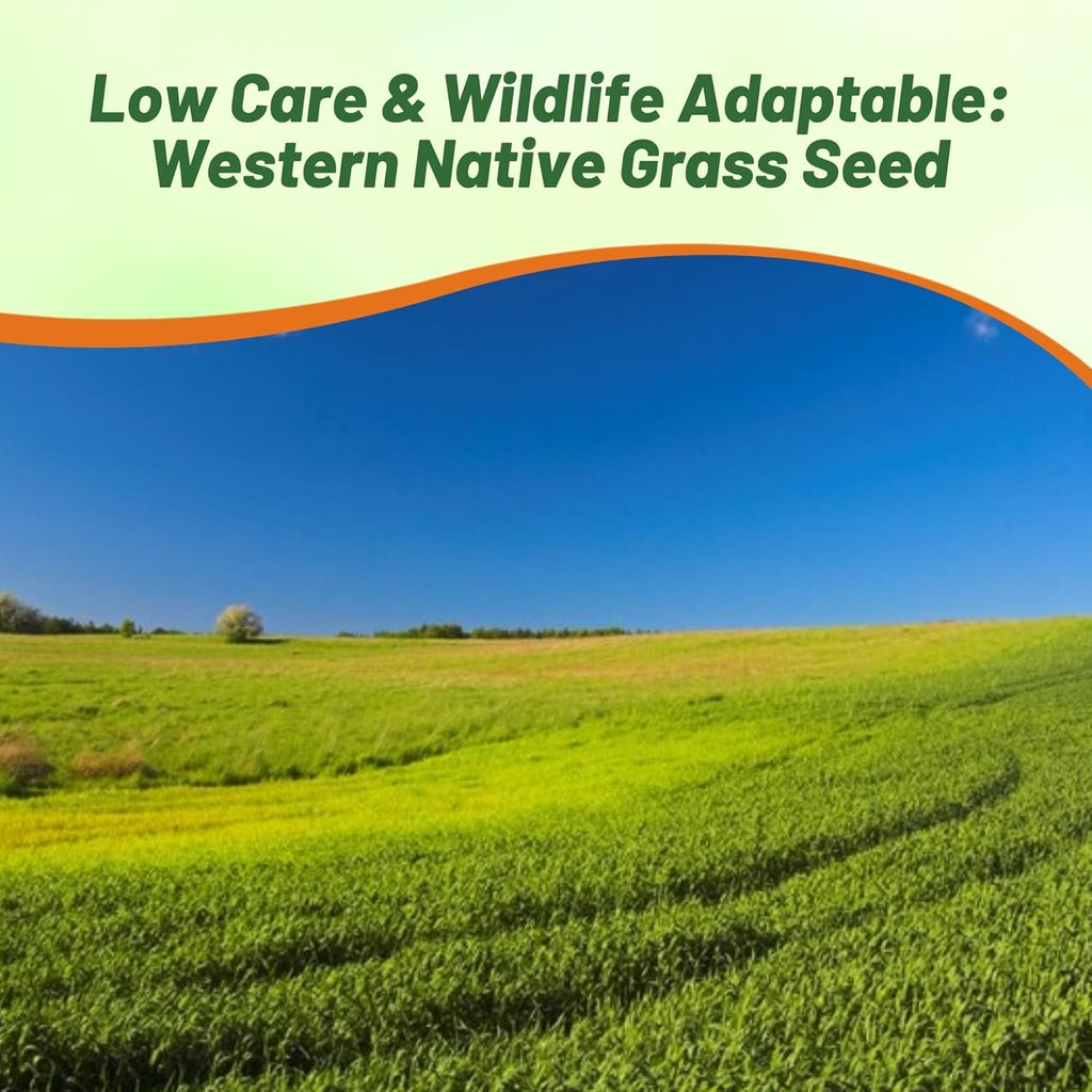 Outsidepride Western Native Grass Seed Mix - 5 lbs. Perennial Blend of Warm & Cool Season, Drought Tolerant Grass Seed for Natural Landscaping w/Wildflower, Soil Health Improvement & Erosion Control