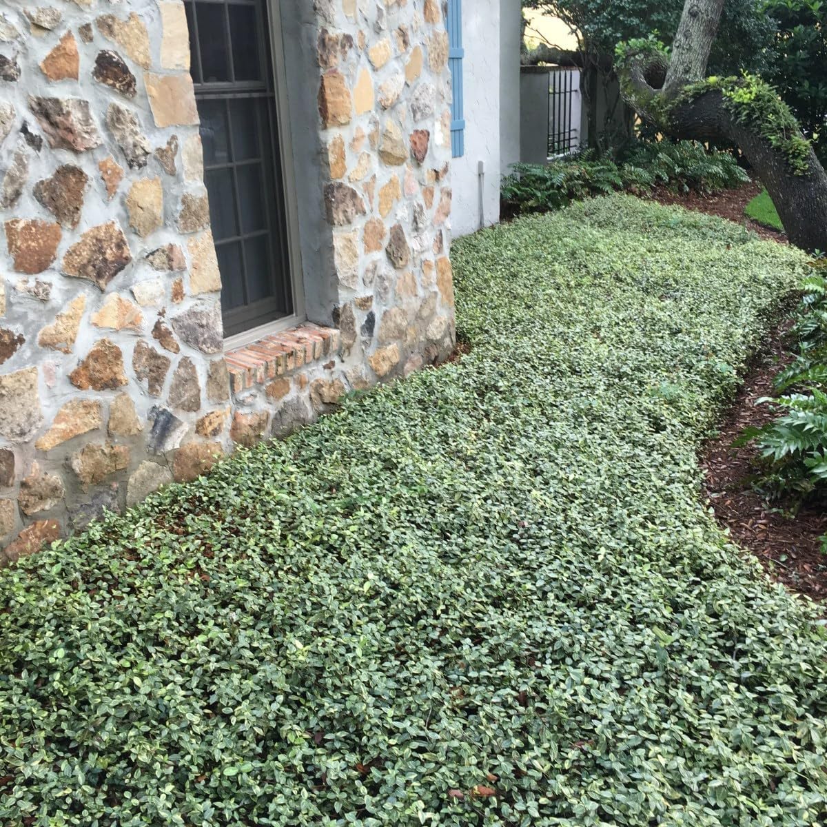 Variegated Asiatic Jasmine | 1 Live 4 Inch Plant | Trachelospermum Asiaticum | Fast Growing Ground Cover, Evergreen Foliage, Low Maintenance Vine, Landscaping Shrub, Drought Tolerant Plant