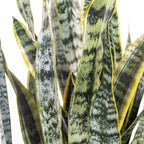 United Nursery Live Snake Plant, Sansevieria Trifasciata Laurentii, Variegated Snake Plant, 2-3 ft. Tall Mother in Laws Tongue House Plant for Indoor and Outdoor (Cream Decor Pot)