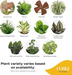 Costa Farms Live Plants (Pack of 4), Easy to Grow Live Indoor Houseplants in 3.8-Inch Plant Pots, Hand-Selected Varieties, Home and Room Decor, 8-10 Inches Tall