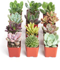 Shop Succulents Unique Succulent Plant Pack Collection - Live Mini Succulent Plants, Low Maintenance, Exceptional Colors & Textures - Wedding and Party Favors, Gift & Garden, Pack of 12