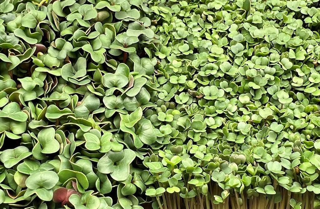 All-Natural Hemp Mat for Growing Microgreens 10" x 20" – Water Retention, High Germination, Ideal for Microgreens, Sprouts & Wheatgrass – Premium Hemp Fiber Grow Pads for Optimal Plant Health(10 Pack)