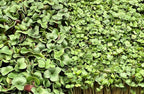 All-Natural Hemp Mat for Growing Microgreens 10" x 20" – Water Retention, High Germination, Ideal for Microgreens, Sprouts & Wheatgrass – Premium Hemp Fiber Grow Pads for Optimal Plant Health(10 Pack)