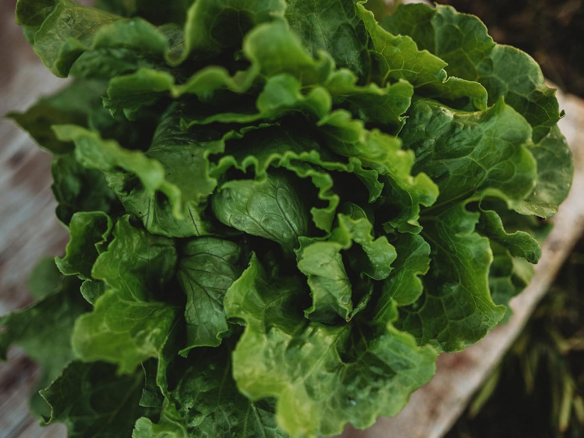 Arianna Batavian Lettuce - 500 Seeds - Non-GMO Batavian Lettuce Seeds for Planting in The Home Garden, Thresh Seed Company