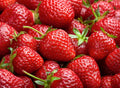 Harvest Glow Strawberry Plants - Grow Tasty Strawberries - Bare Root Plants (10 Plants)
