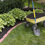 Amazing Deal - 24 Hosta Bare Roots Plants w/Planting Shovel - Mixed Heart-Shaped, Rich Green Foliage, Attracts Butterflies, Hummingbirds & Pollinators, Low Maintenance & Extremely Hardy - Zones 3–9