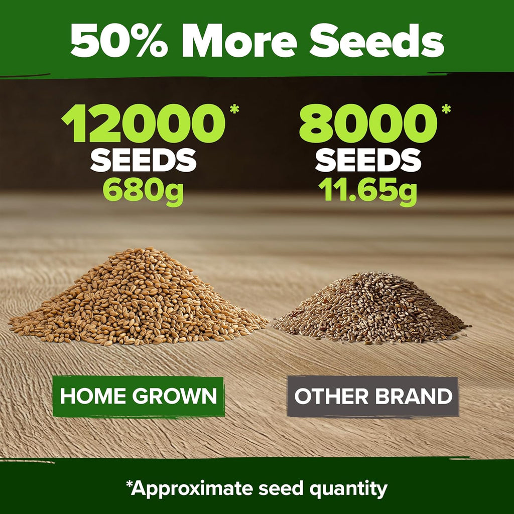 HOME GROWN 12,000+ Wheatgrass Seeds Bulk Pack(1.5 lb) 𝗡𝗢𝗡-𝗚𝗠𝗢 𝗨𝗦𝗔 Hard Red Winter Wheatgrass – Heirloom, Sprouting for Juicing, Microgreens, Smoothies & Indoor Gardening(Triticum aestivum)