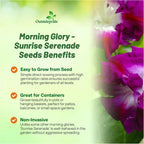 Outsidepride Sunrise Serenade Morning Glory Seeds - 50 Pcs. Annual, Climbing & Vining Flower Seeds for Planting Cerise & Purple Blooms, Ideal for Gardens, Trellises & Vertical Landscapes