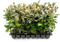 Elaeagnus Pungens I 30 Live Plants I Thorny Olive I Hardy Evergreen Shrub with Fragrant Blooms, Perfect for Hedges, Screening & Ornamental Garden Display
