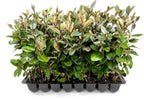 Elaeagnus Pungens I 30 Live Plants I Thorny Olive I Hardy Evergreen Shrub with Fragrant Blooms, Perfect for Hedges, Screening & Ornamental Garden Display