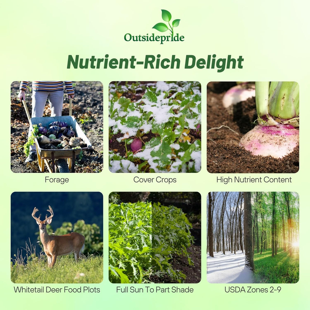 Outsidepride Purple Top Turnip Seeds - 50 Lbs High-Yield, High Protein Turnip Seed, Ideal Cover Crop, for Forage, Grazing Livestock, High Energy Deer Food Plot & Soil Improvement