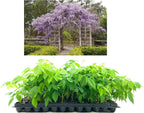 Amethyst Falls Wisteria Frutescens Vine | 20 Live Plants | Beautiful Drought Tolerant Fragrant Purple Flowering Vine
