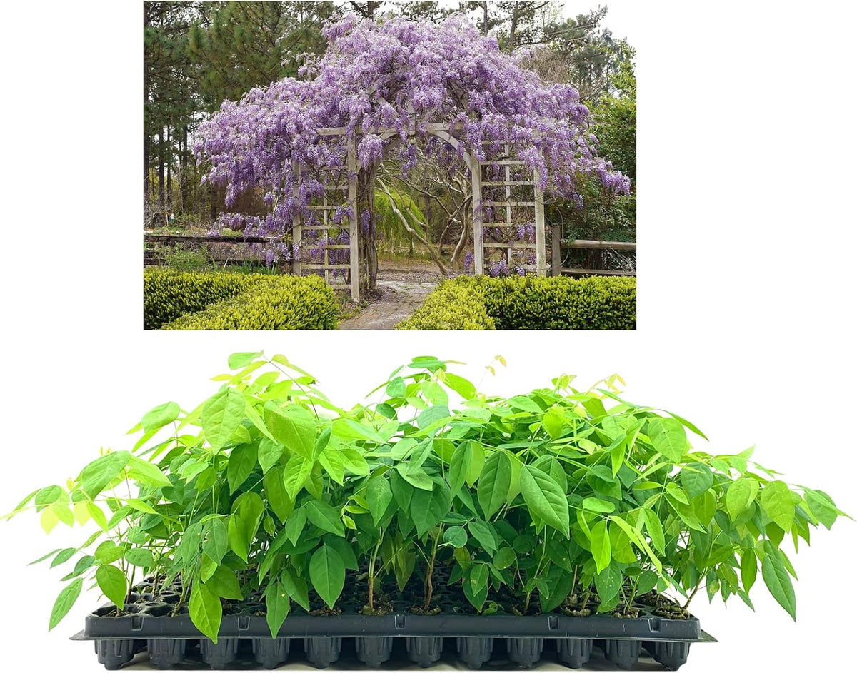 Amethyst Falls Wisteria Frutescens Vine | 20 Live Plants | Beautiful Drought Tolerant Fragrant Purple Flowering Vine