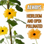 Seed Needs, Black-Eyed Susan Vine Seeds - 100 Heirloom Seeds for Planting Thunbergia alata - Annual Vining Flowers to Cover a Fence or Trellis (5 Packs)