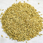 Thunder Acres Organic Winter Rye Seeds, Non-GMO (1 lb)