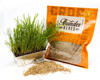Thunder Acres Organic Winter Rye Seeds, Non-GMO (1 lb)