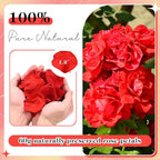 230 PCS Red Dired Rose Petals 2.1oz/60g Natural Real Rose Flower Petals for Wedding Aisle, Flower Girl Basket, Will You Marry Me, Valentines Day, Romantic Night, Proposal, Anniversary, Special Night
