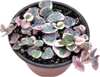 Live Succulent 4" Variegated String of Hearts, Succulents Plants Live, Succulent Plants Rooted, Hanging House Plant for Home Office Decoration, DIY Projects Party Favor Gift by The Succulent Cult