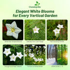 Outsidepride White Cypress Vine Seeds - 100 Pcs Annual Flower Seeds with Nectar-Rich, Star-Shaped Flowers & Feathery, Fern-Like Leaves for Fences, Trellises, Pergolas & Vertical Gardens