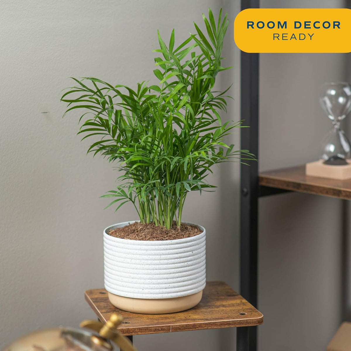 Costa Farms Parlor Palm, Neanthebella Tropical Live Plant, Easy to Grow Palm Houseplant Potted in Décor Plant Pot, Unique Plant Lover Gift, Living Room Home and Office Décor, 1 Foot Tall