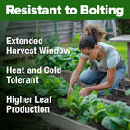 HOME GROWN 𝗨𝗦𝗔 𝗣𝗥𝗘𝗠𝗜𝗨𝗠 Parris Island Romaine Lettuce 3,500+ High Germination Heirloom 𝗡𝗢𝗡-𝗚𝗠𝗢 Lettuce for Planting Crisp Heads for Garden & Hydroponics, Indoor Outdoor (Lactuca Sativa)