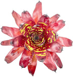 ragnaroc Live Plants - Bromeliad Neoregelia 'Green Eye', 16" Wide and 12" Tall in 6" Pot - 1ct - Live Arrival Guaranteed - House Plants for Home Decor & Gift