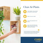 Costa Farms Live Indoor Plant Bundle in Plastic Pots, Easy to Maintain, Air Purifying Houseplants, Assorted Varieties, Room or Home Decor, House Warming Gift, 8-12 Inches Tall, Pack of 6
