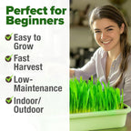 HOME GROWN 12,000+ Wheatgrass Seeds Bulk Pack(1.5 lb) 𝗡𝗢𝗡-𝗚𝗠𝗢 𝗨𝗦𝗔 Hard Red Winter Wheatgrass – Heirloom, Sprouting for Juicing, Microgreens, Smoothies & Indoor Gardening(Triticum aestivum)