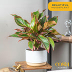 Costa Farms Chinese Evergreen Live Plant, Aglaonema, Easy Care Low Light Houseplant in Nursery Pot, Potted in Potting Soil Mix, Housewarming, Unique Home or Room Decor, 1-2 Feet Tall