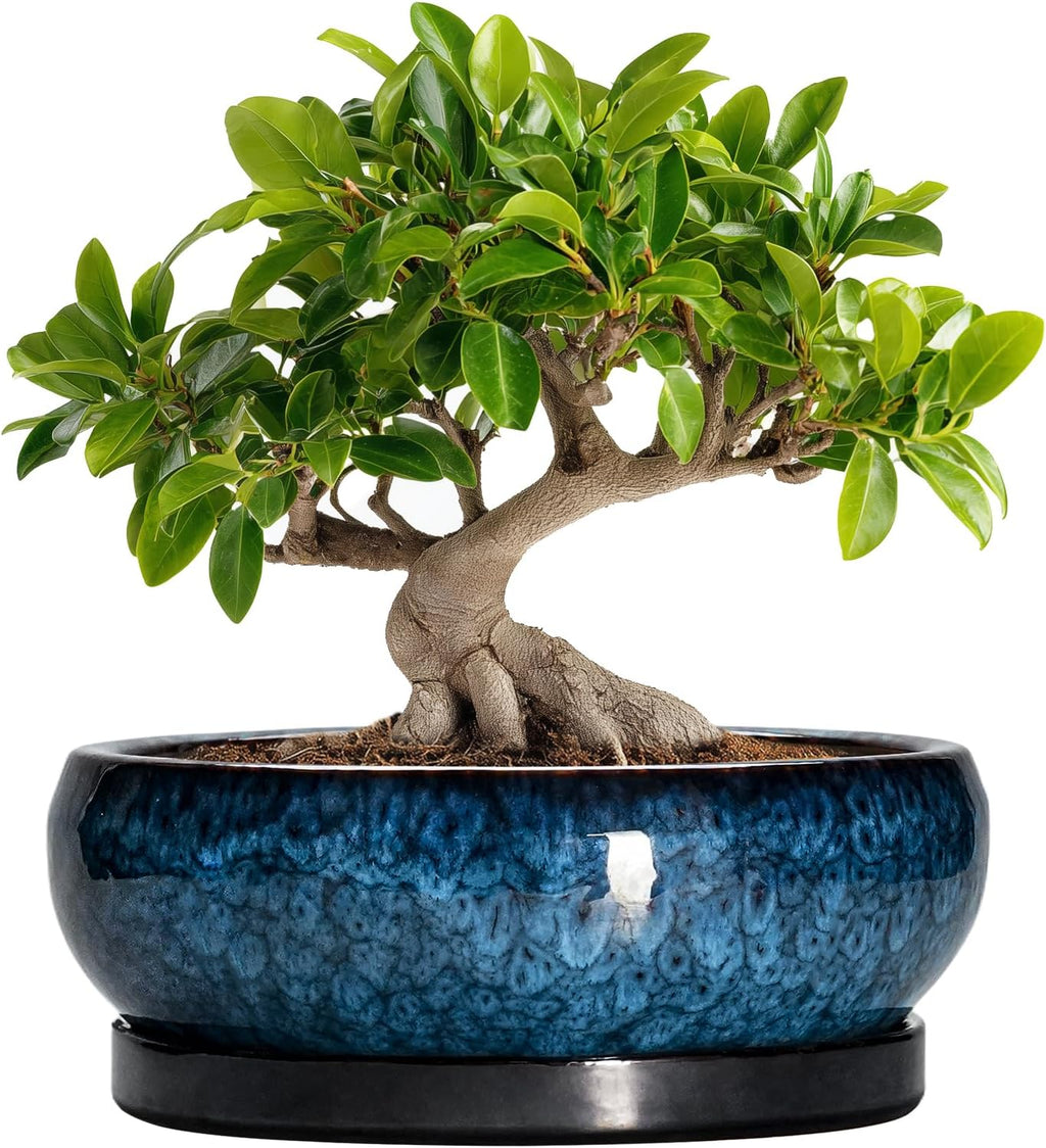Bonsai Tree Pots 10 Inch - Ceramic Succulent Pot with Drainage Hole and Saucer, Bonsai Pots for Indoor Outdoor, Round Succulent Planter, Shallow Planter, Desk Decor, Plant Lover Gifts, Blue