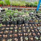 Small Plant Pots 3.5 Inch, 120 Pcs Nursery Pots with Drainage Holes, Durable Plastic Succulents Pots for Seedlings, Cuttings (Black)
