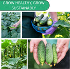 Woods Creek Seeds: Straight Eight Cucumber Seed for Planting - Over 90 Heirloom Seed Pack - Non-GMO Pickling Cucumber Seeds for Planting Indoors or Outdoors