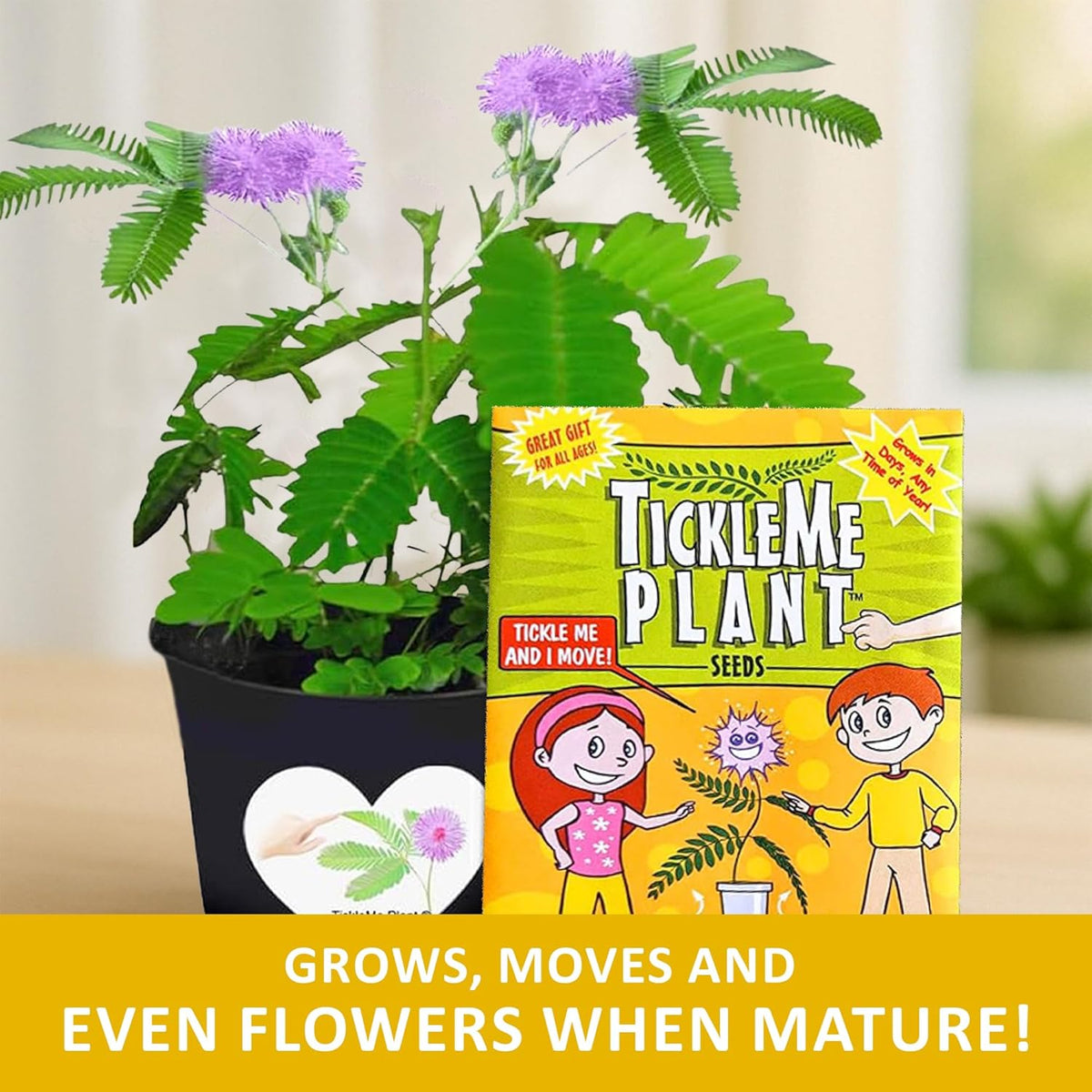 TickleMe Plant Seeds for Indoor Planting (2-Pack) – Interactive Party Favor | Leaves Close When Touched, Reopen in Minutes – Easy Indoor House Plant Seeds, Can Flower, Includes 10 Fun Activities