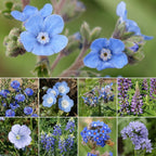 Ferry-Morse Blue Mix Bulk Wildflower Seeds, 1lb