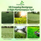 Outsidepride V8 Creeping Bentgrass Seed - 2 lbs. Fine-Bladed, Premium Quality Turf, Grass Seeds for Smooth Surface, & High-Traffic Areas, Ideal Grass for Golf Courses Putting Greens, & Fairways