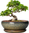 SQOWL Bonsai Planter - 10 Inch Ceramic Succulent Pots, Shallow Plant Pot Indoor with Drainage Hole and Saucer, Ceramic Bonsai Pots, Round Planter Bowl Outdoor, House Decor, Plant Lover Gifts, Brown