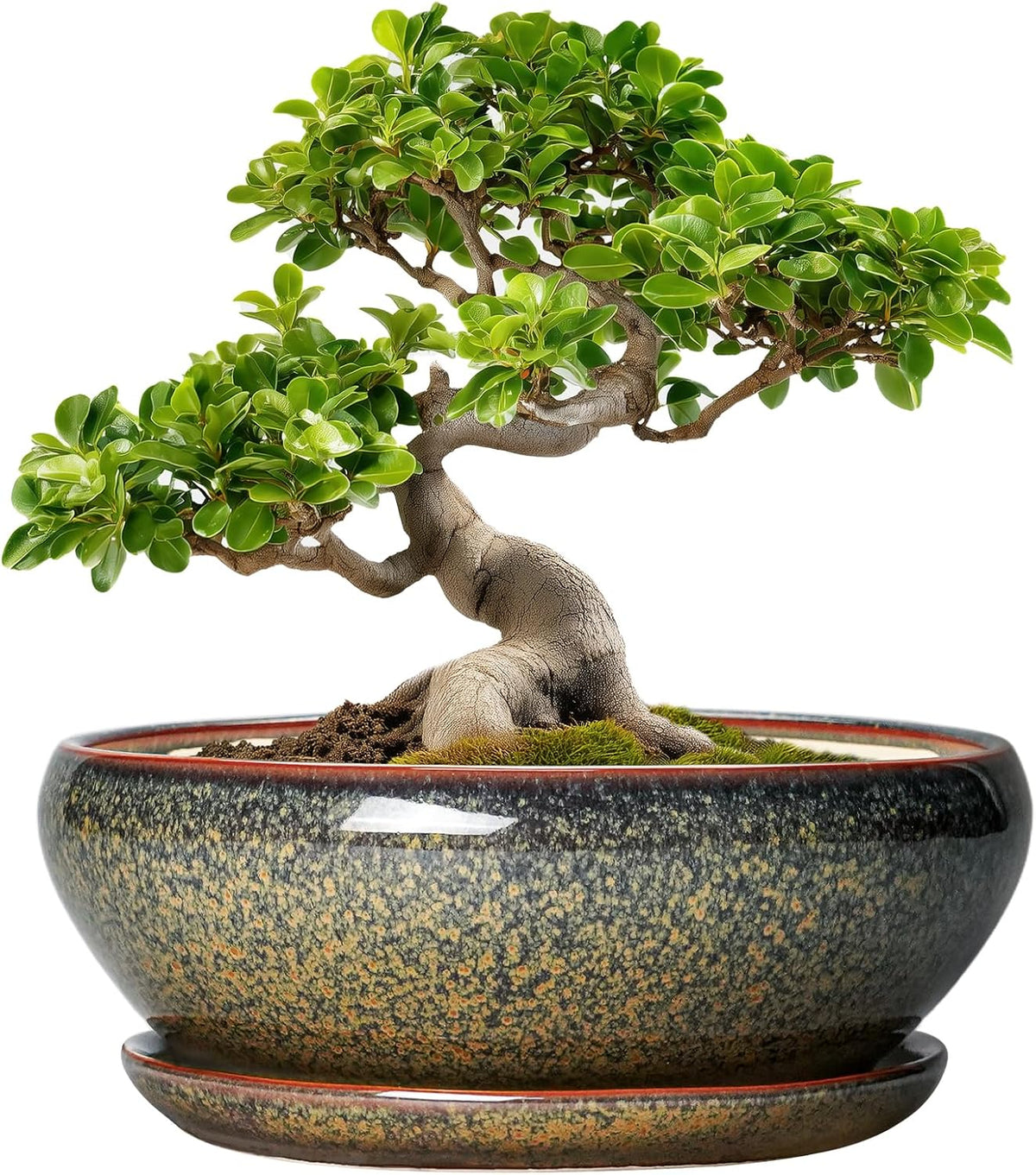 SQOWL Bonsai Planter - 10 Inch Ceramic Succulent Pots, Shallow Plant Pot Indoor with Drainage Hole and Saucer, Ceramic Bonsai Pots, Round Planter Bowl Outdoor, House Decor, Plant Lover Gifts, Brown