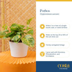 Costa Farms Golden Pothos Live Plant, Easy Care Indoor House Plant in Modern Decor Planter Pot, Potting Soil, Natural Air Purifier Houseplant, Housewarming Gift, Home Decor, Room Decor, 10-Inches Tall