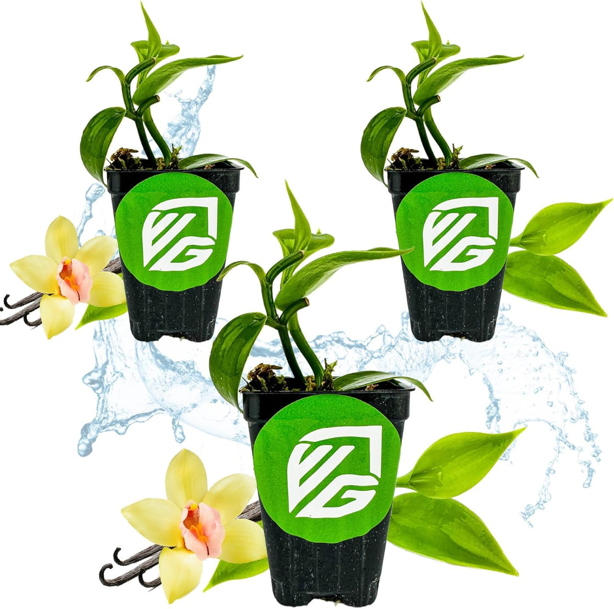 Vanilla Bean Orchid Live Plant (3-Pack) - Vanilla planifolia by Wellspring Gardens - Fragrant Vanilla Beans, Versatile Vine, Tropical Elegance, Aromatic Treasure - Vanilla Bean Starter Plant