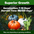 HOME GROWN 𝗨𝗦𝗔 𝗣𝗥𝗘𝗠𝗜𝗨𝗠 5 Pumpkin Seeds Mix - 40 Seeds 𝗡𝗢𝗡-𝗚𝗠𝗢 Heirloom Pumpkin for Planting Ideal Garden for Unique Varieties Yellow Paris and Casper, Culinary and Decorative Use