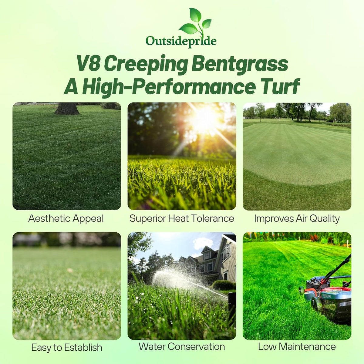 Outsidepride V8 Creeping Bentgrass Seed - 1 lb Fine-Bladed, Premium Quality Turf, Grass Seeds for Smooth Surface, & High-Traffic Areas, Ideal Grass for Golf Courses Putting Greens, & Fairways