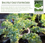 Dwarf Siberian Kale Seeds (Brassica oleracea) – 500+ Non-GMO & Heirloom Seeds for Planting, Cold-Hardy Leafy Green with Tender, Flavorful Leaves, by Isla’s Garden Seeds, Gift Idea