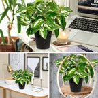 Artificial Plants Indoor Small Fake Plants in Pots Faux Pothos N‘ Joy Potted Plant Fake Indoor Plants with Black Pots for Bathroom Living Room Office Desk Shelves