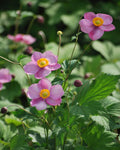 Perennial Farm Anemone Tomentosa 'Robustissima' – Live Windflower Perennial in #1 Container, Soft Pink Blooms, Vigorous & Hardy, Long Blooming, Deer Resistant, Ideal for Borders & Late Summer Color