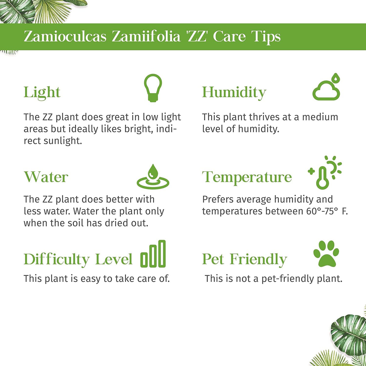 Zamioculcas Zamiifolia ZZ Live Plant for Indoor | Different Houseplants in 4'' & 6'' Pot | Real House Plant for Living Room, Office, Desk & Bathroom |