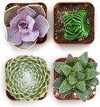 Shop Succulents Collectors Succulent Plant Pack Collection - Live Mini Succulent Plants, Low Maintenance, Colors & Textures - Wedding and Party Favors, Gift & Garden, Pack of 4