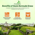 Outsidepride Oasis Bermuda Grass Seed - 10 lbs Warm Season, High Traffic, Heat Resistant, Drought-Tolerant, Low-Maintenance, Fast Growing Turf Grass for Lawn, Ideal for Sunny Areas, Thick Coverage