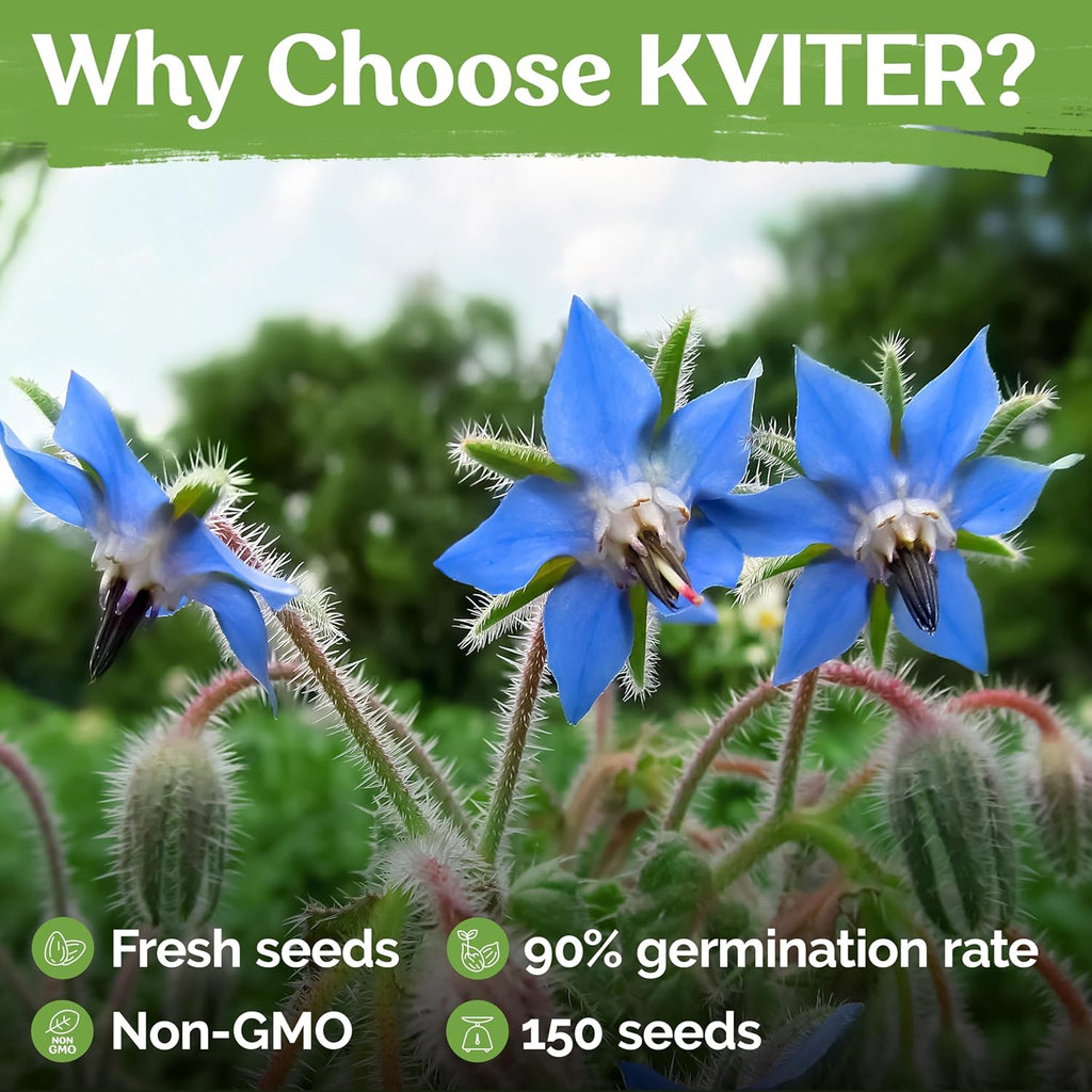 KVITER 150 Borage Seeds (Borago officinalis) - Blue Strawflower, Edible Flower for Teas, Attracts Pollinators - Organic & Heirloom Herb Seeds for Planting in Outdoor & Indoor Garden, Beds, Containers