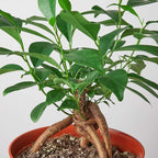 Ficus 'Ginseng' Live Plant for Indoor | Different Houseplants in 4'' & 6'' Pot | Real House Plant for Living Room, Office, Desk & Bathroom | Pot-Bellied Ficus